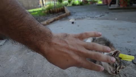 How to stop the cat
