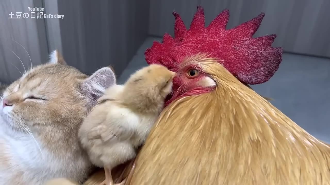 The rooster and the hen were stunned on the spot! The gentle kitten takes good care of the chicks🐥