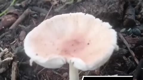 Mushrooms