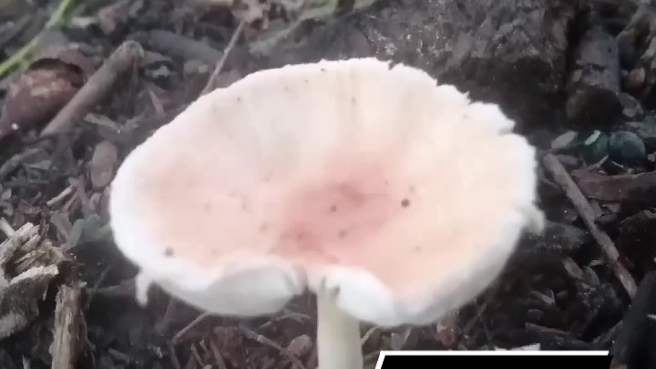 Mushrooms