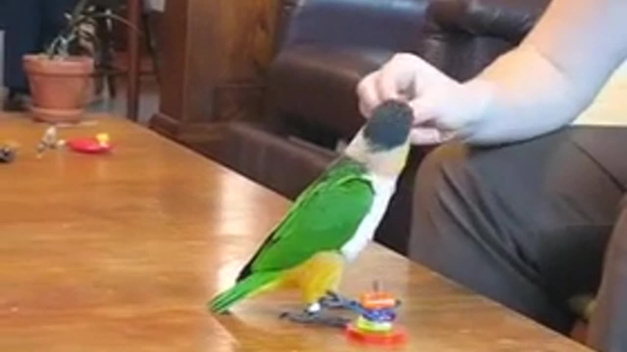 Caique Tricks