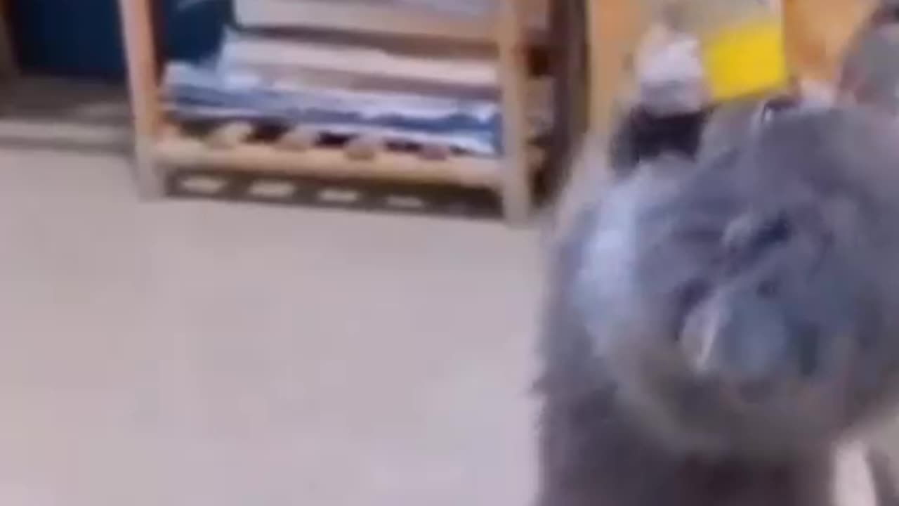 CUTE BABY CAT 😍😍😍