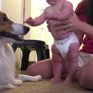 Una beba es presentada a un perro. Lo que pasa luego te alegrará el día
