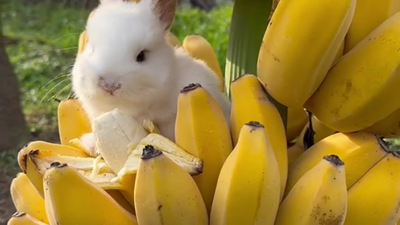 Funny Rabbit is eating Banana | cute rabbit | Funny video | Funny pets