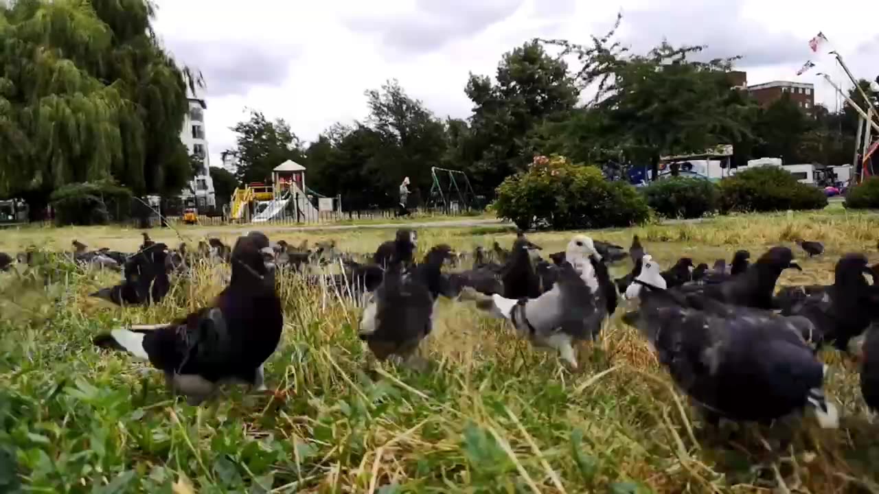 Pigeons eating food