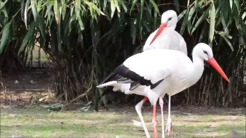 Birds and tree