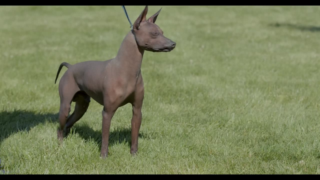 ALL ABOUT XOLOITZCUINTLI- THE MEXICAN HAIRLESS DOG