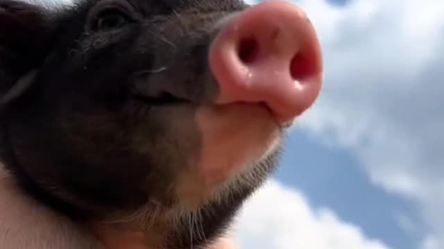 Pig series