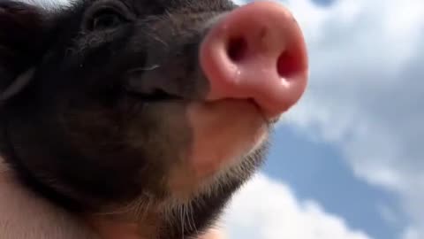 Pig series