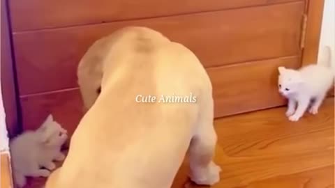 Funny animal viral video cat and dog and a monkey and all funny animal