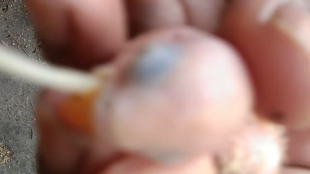 Love Birds Chick Hand Feeding Live | How to Hand Feed A Love Bird Chick