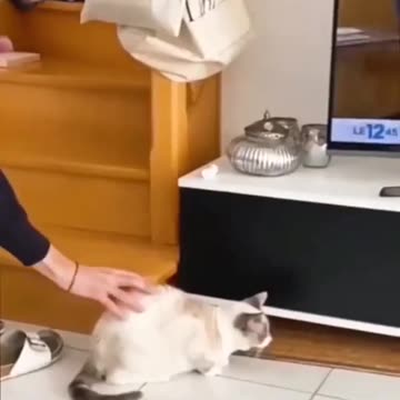 funny animals compilation#😘