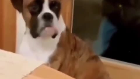 Funniest Animals Video 😺🐶 2023 - Funny Dogs Reaction Moments