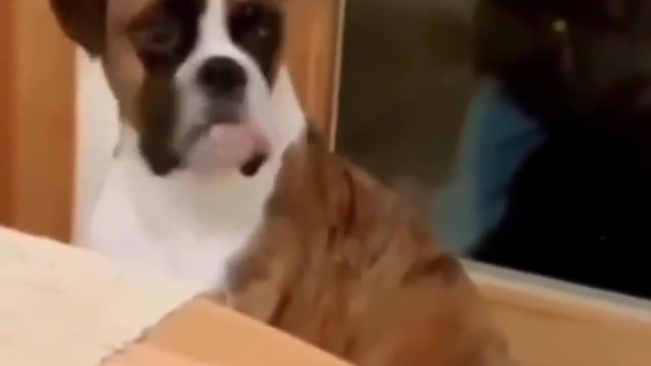 Funniest Animals Video 😺🐶 2023 - Funny Dogs Reaction Moments