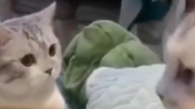 funny cats and dogs