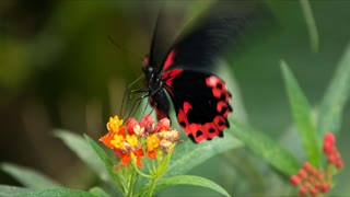 Black and red butterfly fluttering on a flower