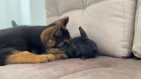 German Shepherd Puppy Meets Baby Rabbit for the First Time!