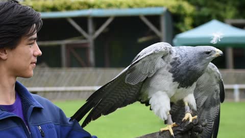 Falconry in England