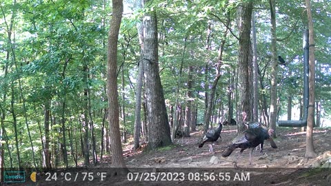 The Woods – 07/25/2023