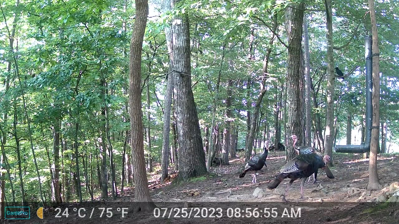 The Woods – 07/25/2023