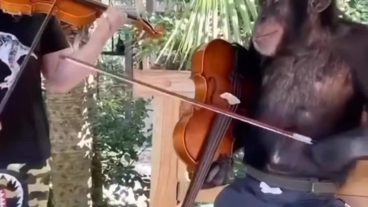 Monkey Playing Violin and enjoying