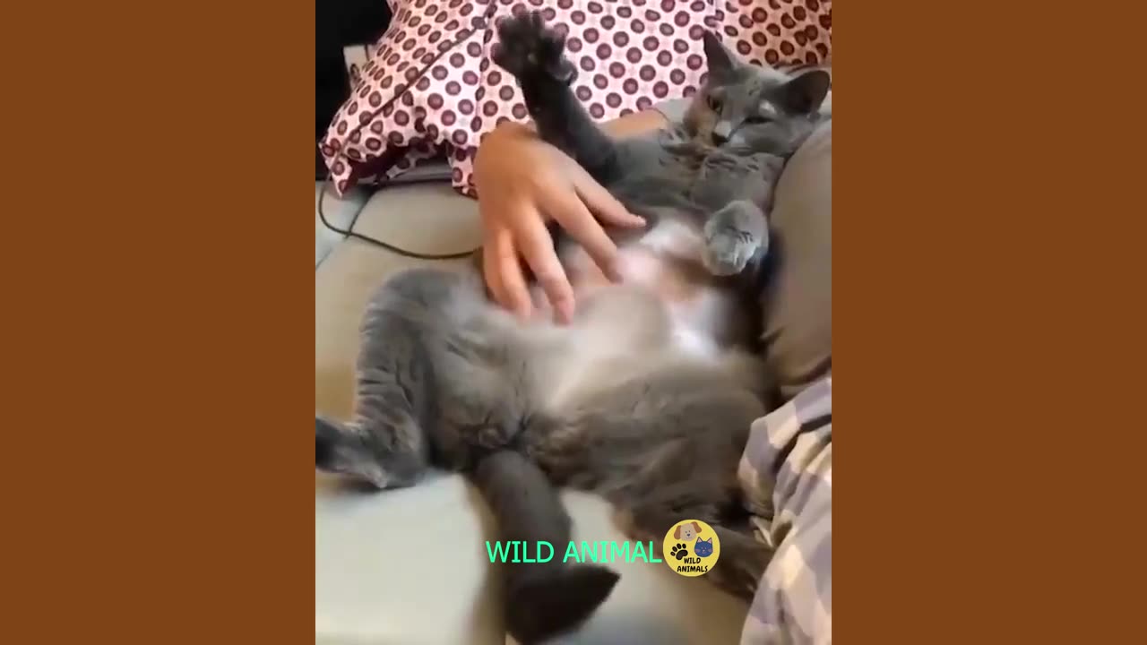 The End 🤣 Best funny video 2023 | TRY NOT TO LAUGH