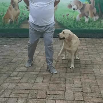The Dog teaching human how to dance! The best lead dancer ever!