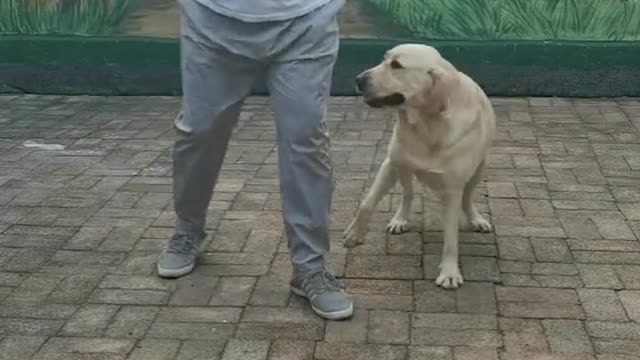 The Dog teaching human how to dance! The best lead dancer ever!