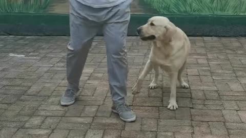 The Dog teaching human how to dance! The best lead dancer ever!