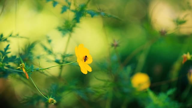 Bee and Flowers