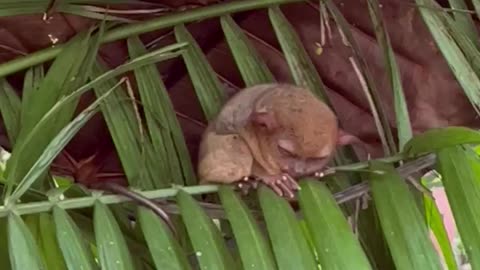 cute tarsier in bohol