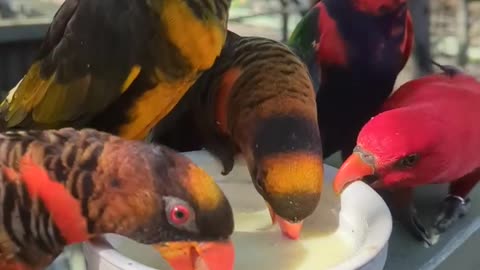 Lunch time in the aviary! 🐦