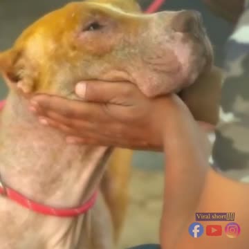 Tough man Vs Tough dog sad story 😢