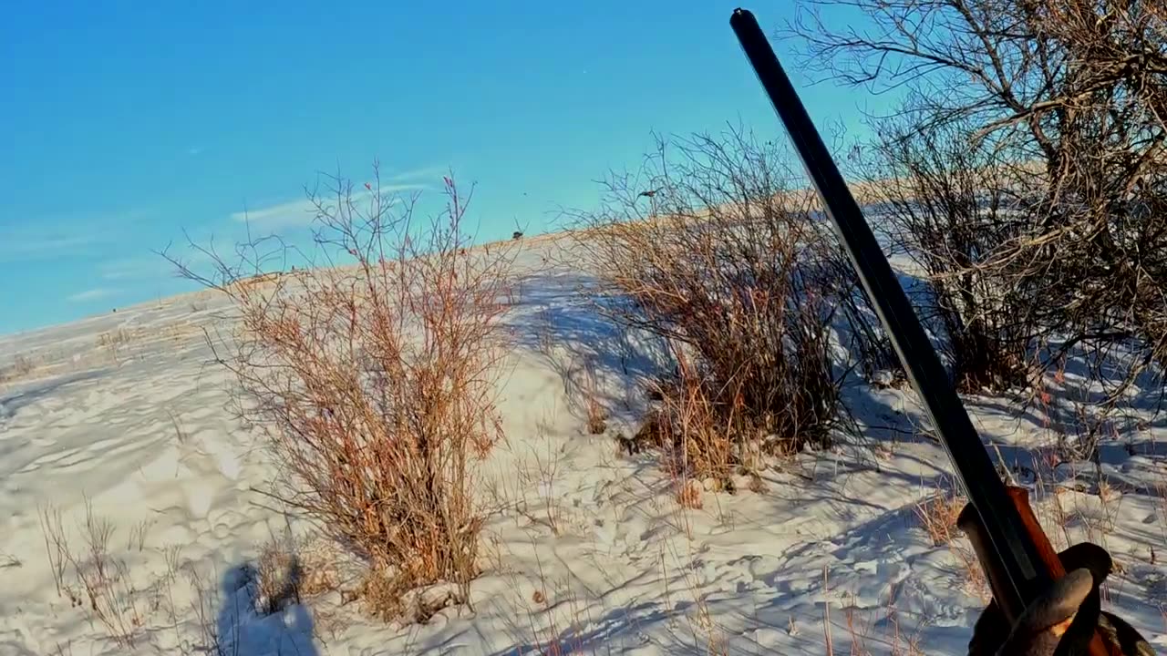 Colorado Pheasant Hunt in the Snow with American Brittanys