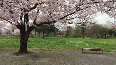 Falling Cherry Blossom Petals in Tokyo, Japan