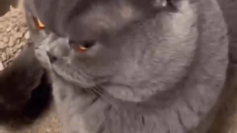 Angry cat funny video 😾🤭