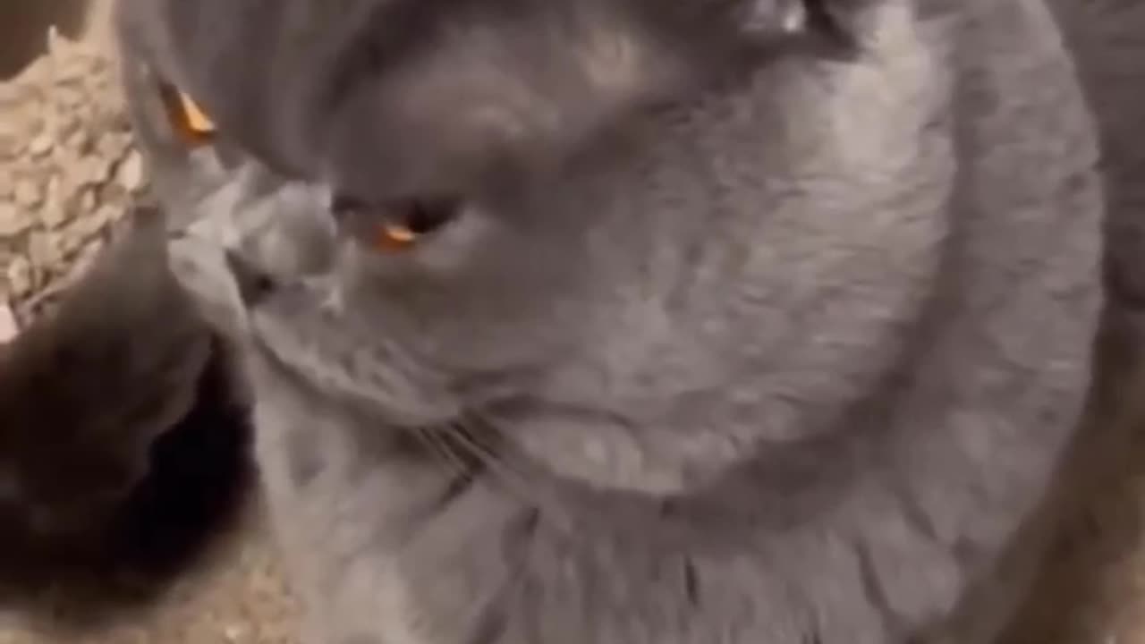 Angry cat funny video 😾🤭