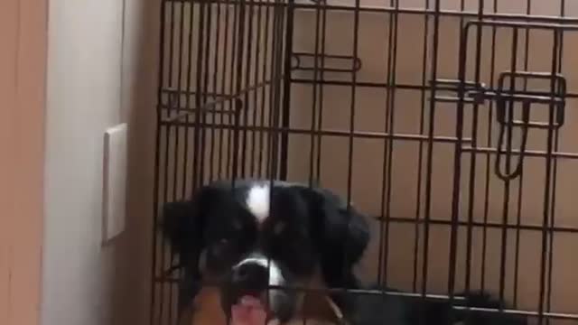 Mini Aussie Isn't a Fan of Crate Training