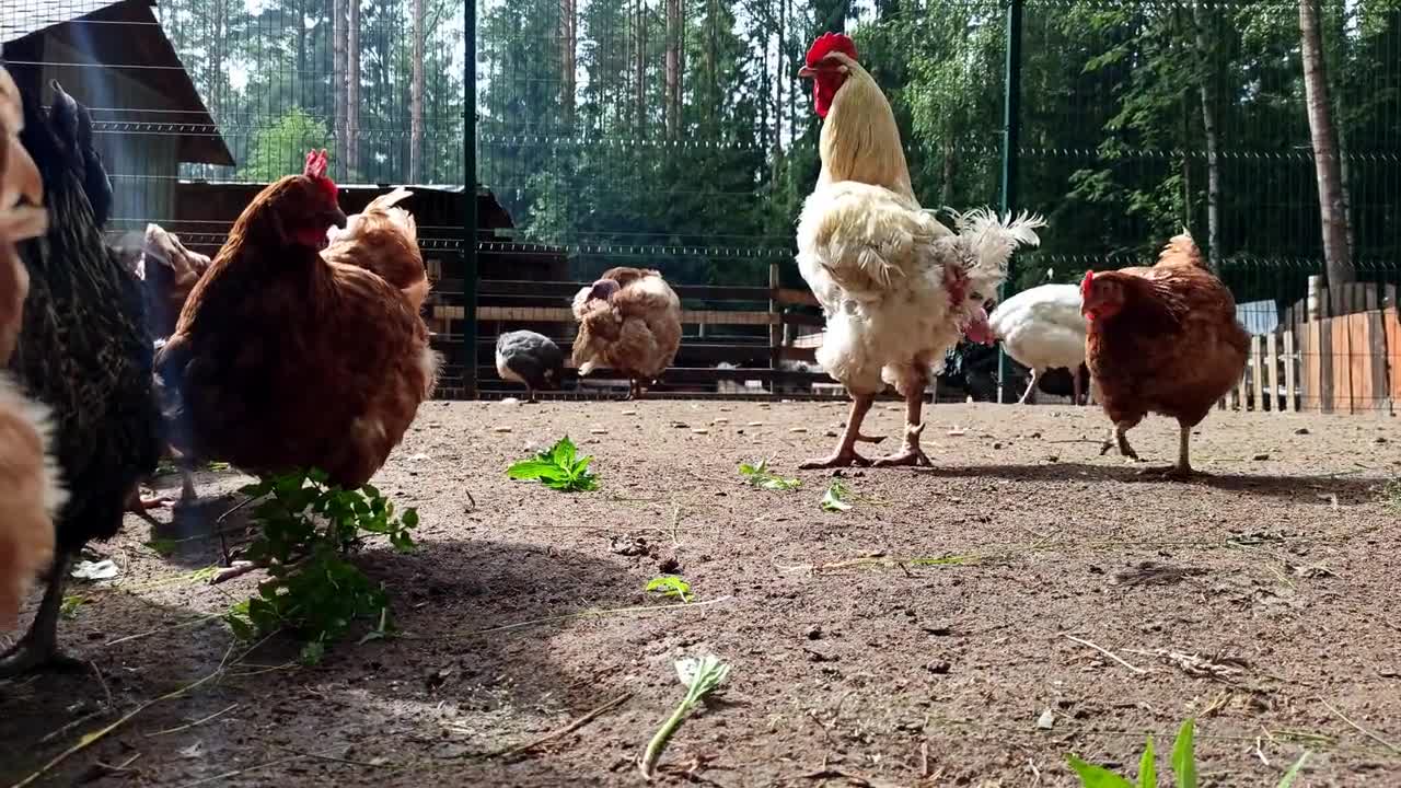 Hens Rooster Poultry Yard Farm Animal Voices