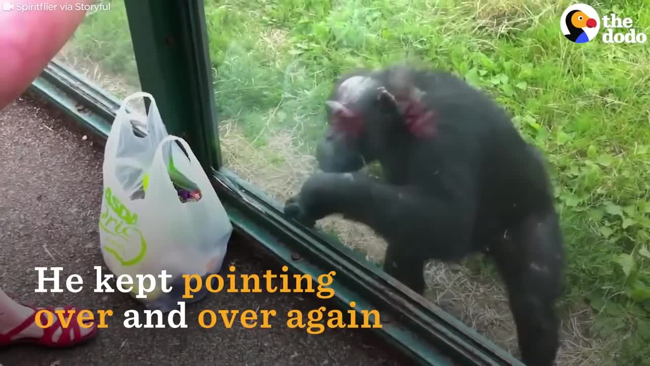 SMART Chimp Asks Zoo Visitors For Drink | The Dodo