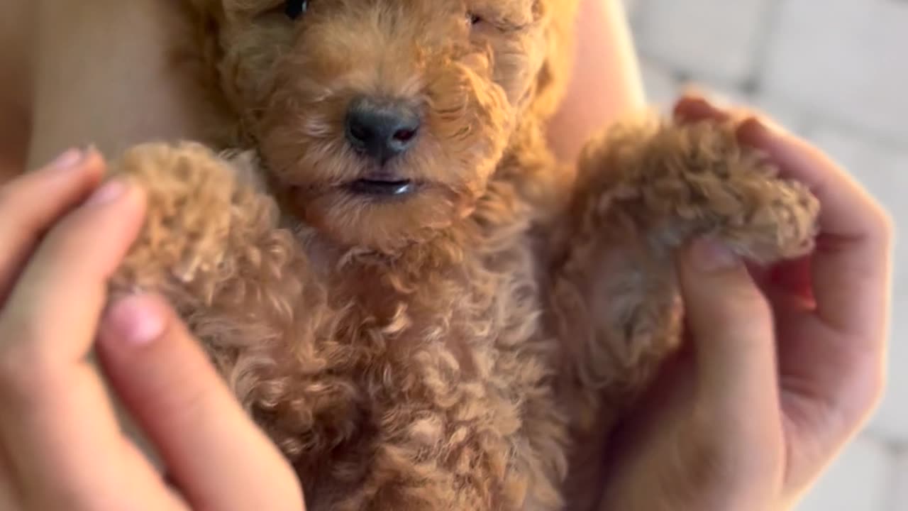 Cute puppy playing with mother