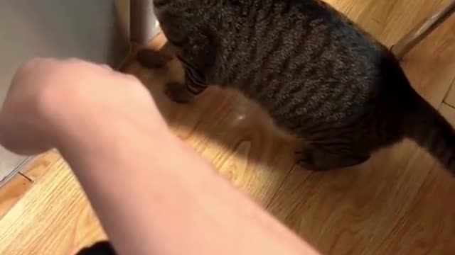 😂😂😂 cats of cat lover