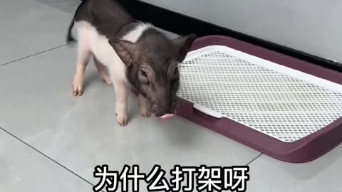 A clever pig