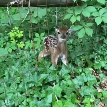 Cute Funny Cats Viral Fail Clips😹|| Best #funny Cats # Video😂|| #trending #animals #reels