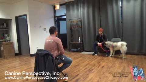 Consultation: Toffee | Recent Bite To Human Makes Reliable Training A Must