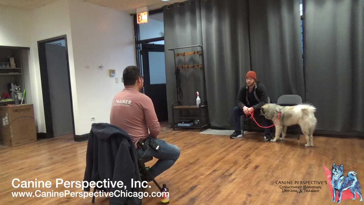 Consultation: Toffee | Recent Bite To Human Makes Reliable Training A Must
