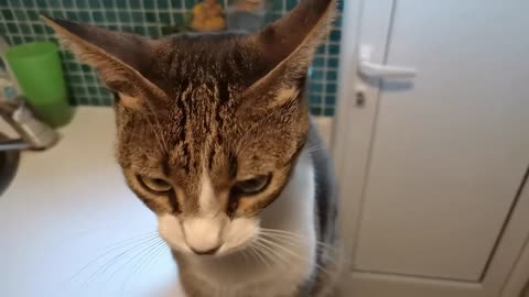The Dishes Won't Clean Themselves Human
