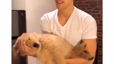 Funny Animal Videos