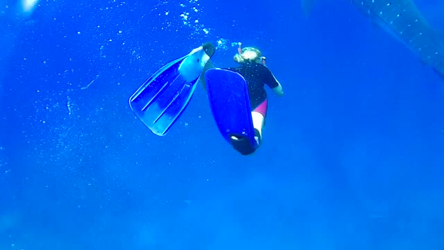 swimming with a giant whale