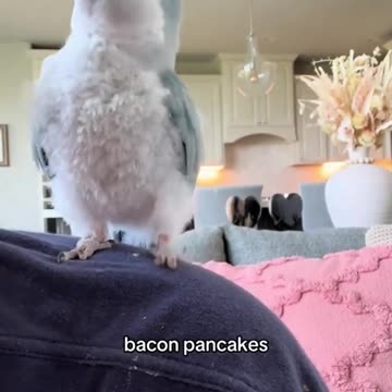Bacon Pancakes